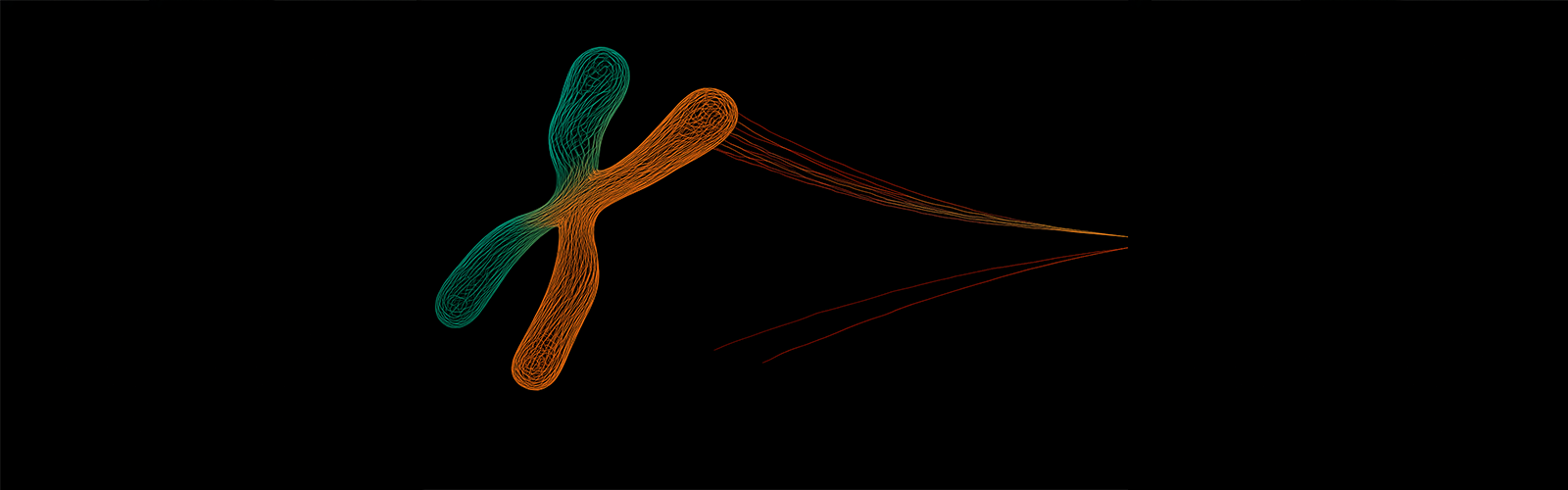 Wireframe image of a chromosome